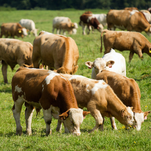 Les protéines de lactosérum biologiques sont-elles plus saines?