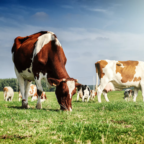 Stärkt grasgefüttertes Molkenprotein Ihr Immunsystem?