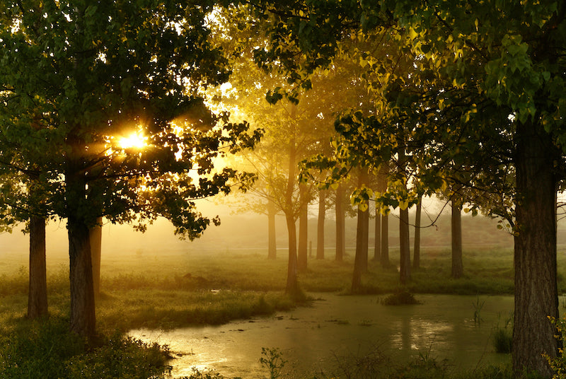 Why Morning Light is a Must for Peak Performance