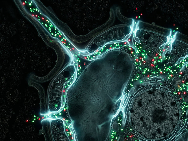 Why Trace Amounts of Heavy Metals Are Found in Many Plant-Based Foods (and What That Means for You)