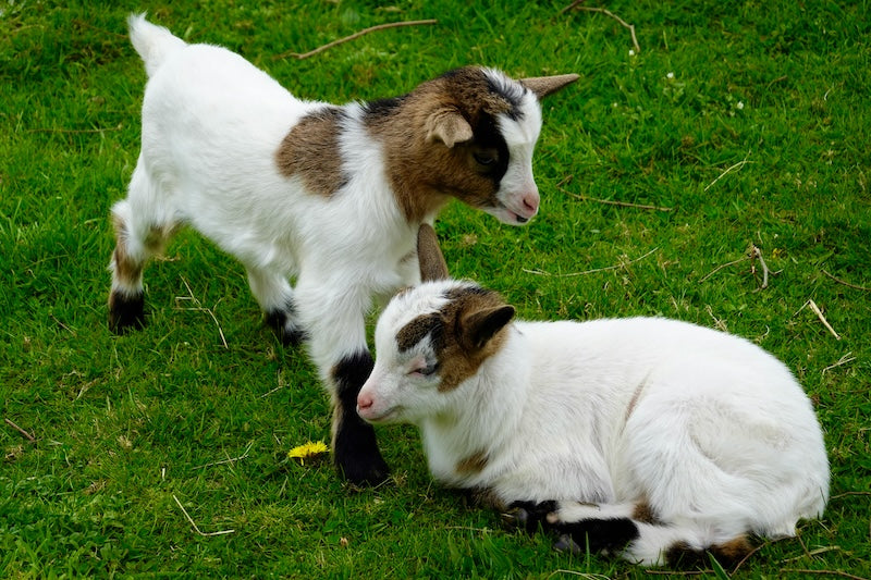 The Best Goat Whey Protein Powders of 2026