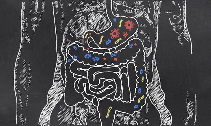 The Glutamine Gut Health Connection
