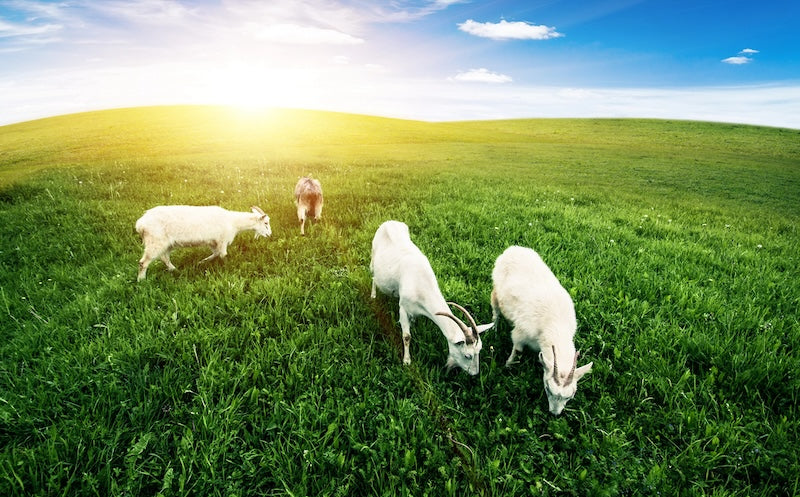 Goat Whey and Lactose Intolerance