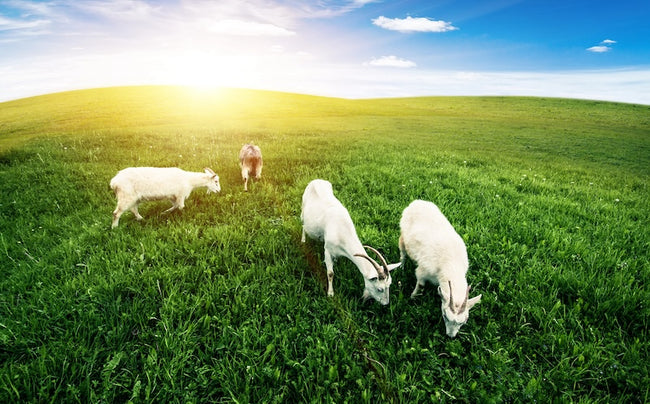 Goat Whey and Lactose Intolerance