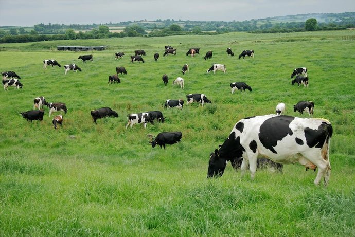 Is Colostrum Good for You? Benefits, Science & Safety