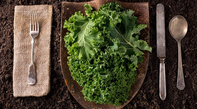 5 Science-Backed Benefits of Eating Kale