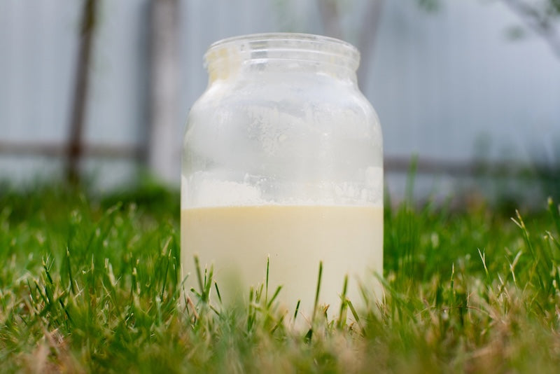 The Best Grass-Fed Colostrum of 2026