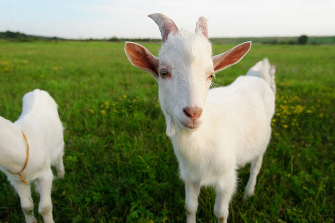 Goat Whey vs. Casein for Muscle Growth