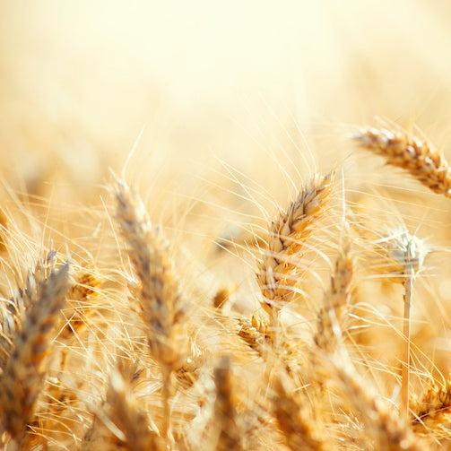 What is a Gluten Free Diet?