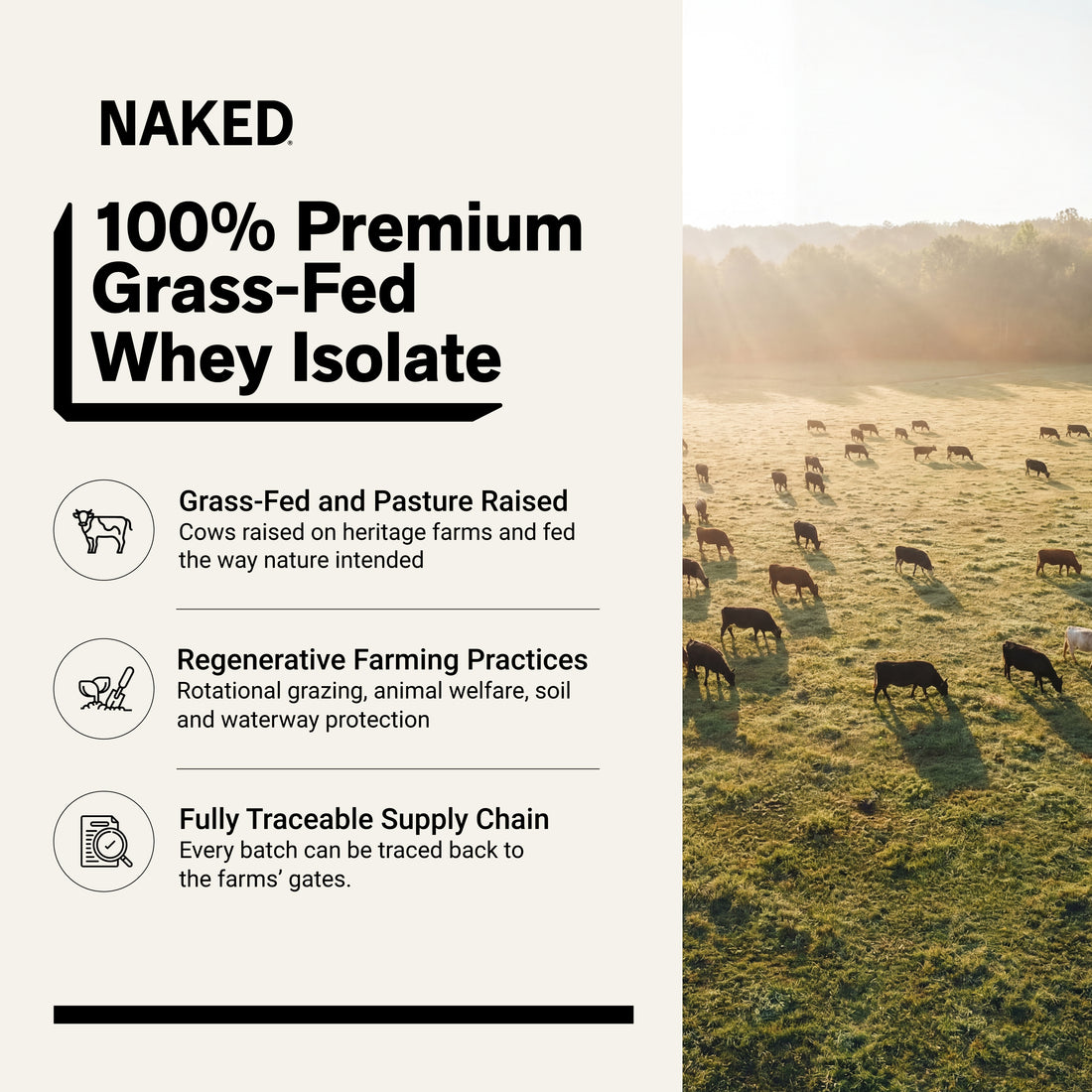chocolate-peanut-butter whey isolate protein powder 2LB