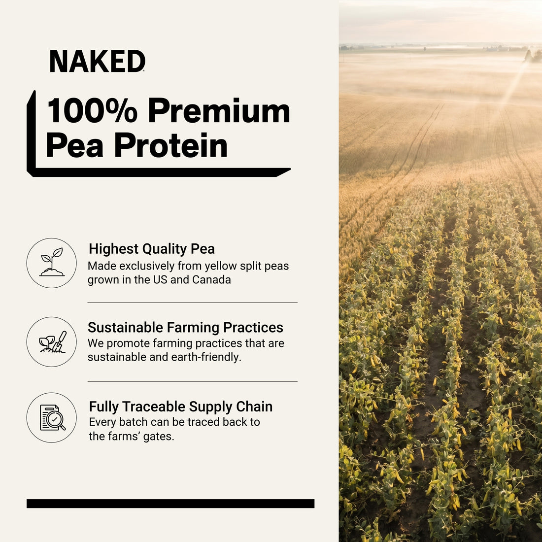 non-gmo pea protein powder