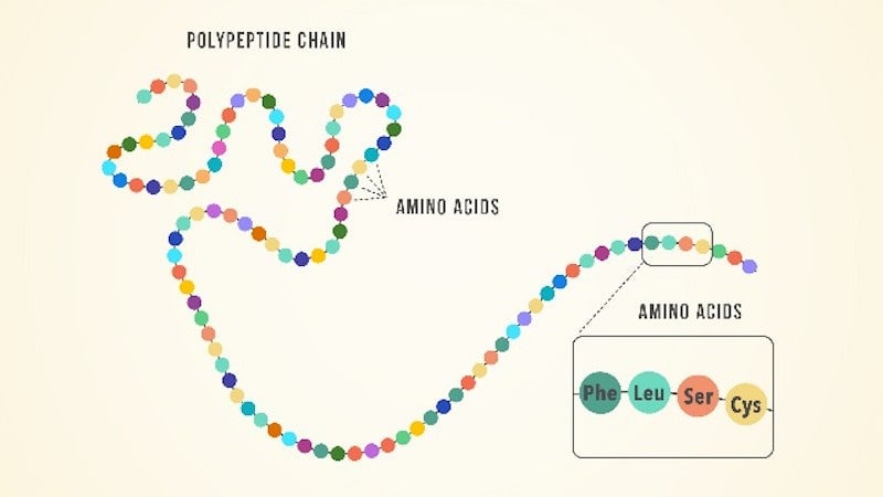 Graphic showing amino acids making up a polypeptide chain