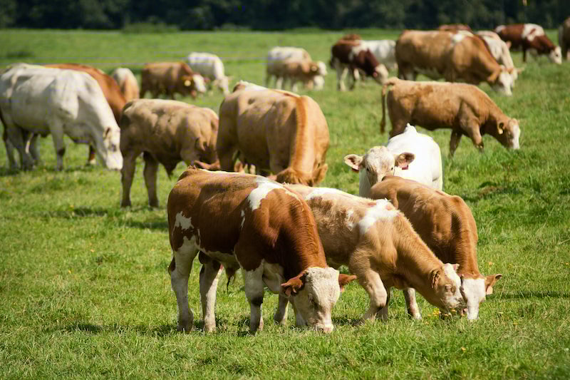 Vacas pastando en el pasto