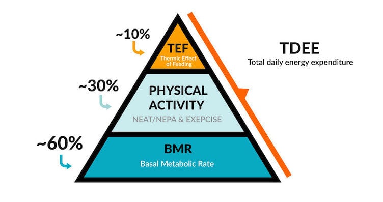 Graph showing the calorie expenditure of TDEE